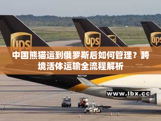 中国熊猫运到俄罗斯后如何管理？跨境活体运输全流程解析