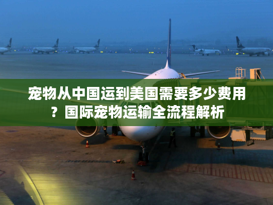 宠物从中国运到美国需要多少费用？国际宠物运输全流程解析