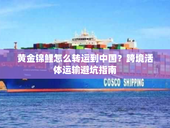 黄金锦鲤怎么转运到中国？跨境活体运输避坑指南