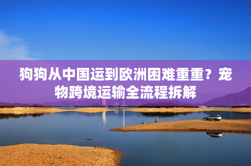 狗狗从中国运到欧洲困难重重？宠物跨境运输全流程拆解