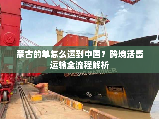 蒙古的羊怎么运到中国？跨境活畜运输全流程解析