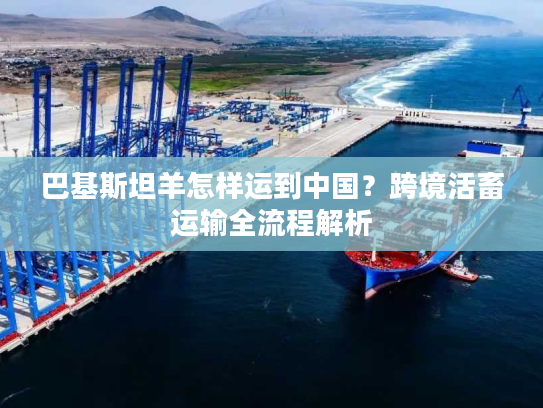 巴基斯坦羊怎样运到中国？跨境活畜运输全流程解析