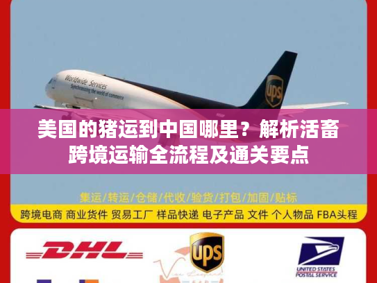 美国的猪运到中国哪里？解析活畜跨境运输全流程及通关要点