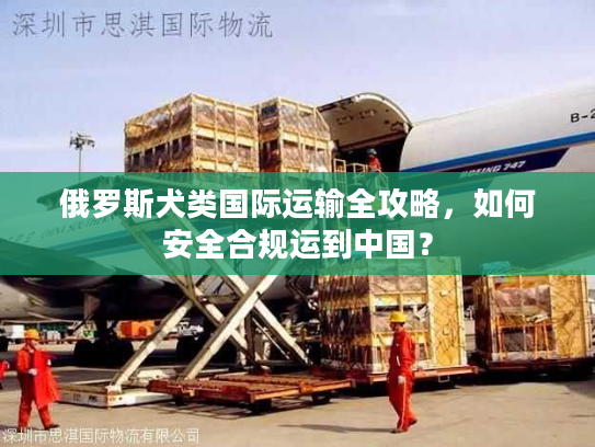 俄罗斯犬类国际运输全攻略，如何安全合规运到中国？