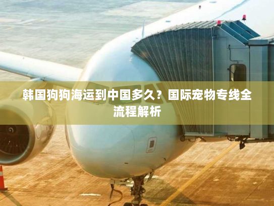 韩国狗狗海运到中国多久？国际宠物专线全流程解析
