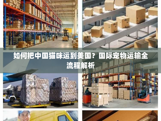 如何把中国猫咪运到美国?国际宠物运输全流程解析 如何把中国猫咪运到美国?国际宠物运输全流程解析