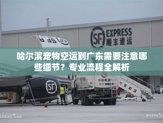 哈尔滨宠物空运到广东需要注意哪些细节？专业流程全解析