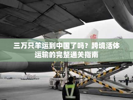 三万只羊运到中国了吗？跨境活体运输的完整通关指南