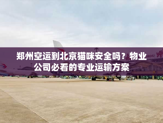 郑州空运到北京猫咪安全吗？物业公司必看的专业运输方案