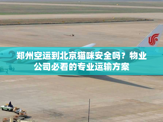 郑州空运到北京猫咪安全吗？物业公司必看的专业运输方案
