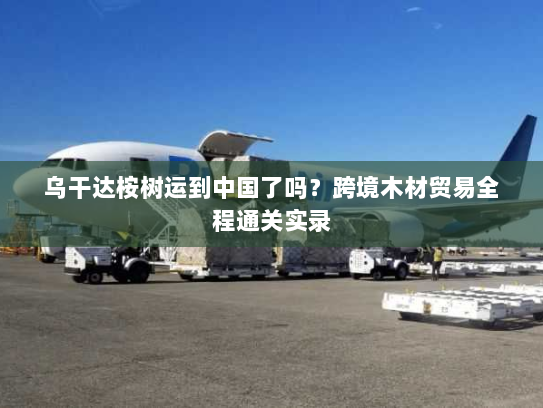 乌干达桉树运到中国了吗？跨境木材贸易全程通关实录