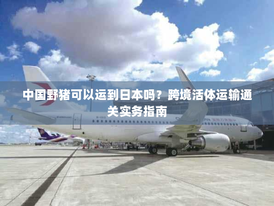 中国野猪可以运到日本吗？跨境活体运输通关实务指南