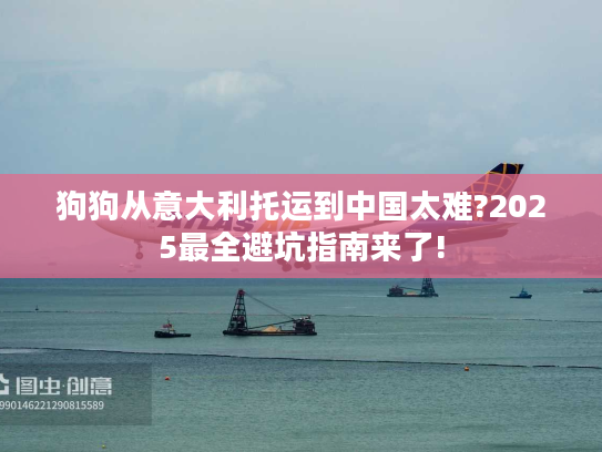 狗狗从意大利托运到中国太难?2025最全避坑指南来了!