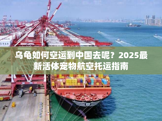 乌龟如何空运到中国去呢？2025最新活体宠物航空托运指南