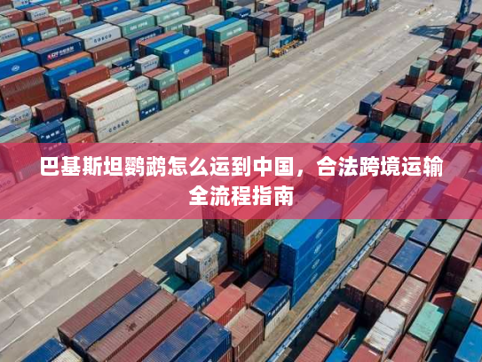 巴基斯坦鹦鹉怎么运到中国，合法跨境运输全流程指南