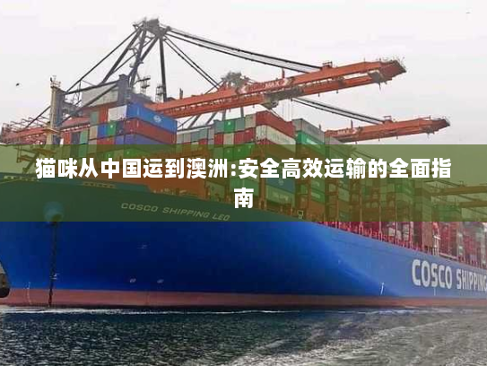 猫咪从中国运到澳洲:安全高效运输的全面指南