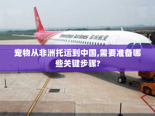 宠物从非洲托运到中国,需要准备哪些关键步骤?