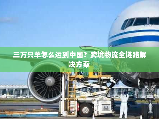 三万只羊怎么运到中国？跨境物流全链路解决方案