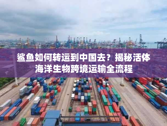 鲨鱼如何转运到中国去？揭秘活体海洋生物跨境运输全流程