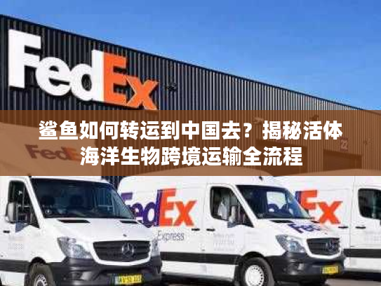 鲨鱼如何转运到中国去？揭秘活体海洋生物跨境运输全流程