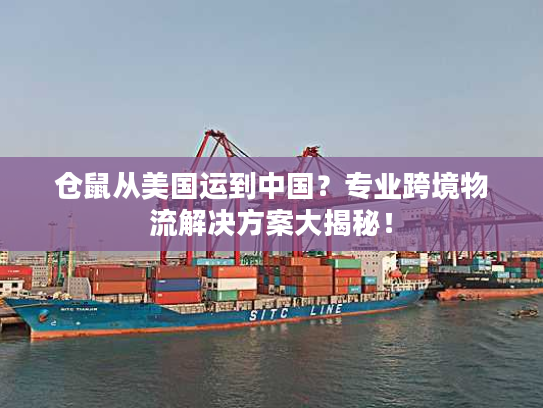 仓鼠从美国运到中国？专业跨境物流解决方案大揭秘！