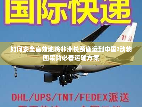 如何安全高效地将非洲长颈鹿运到中国?动物园采购必看运输方案