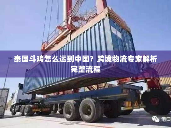 泰国斗鸡怎么运到中国？跨境物流专家解析完整流程