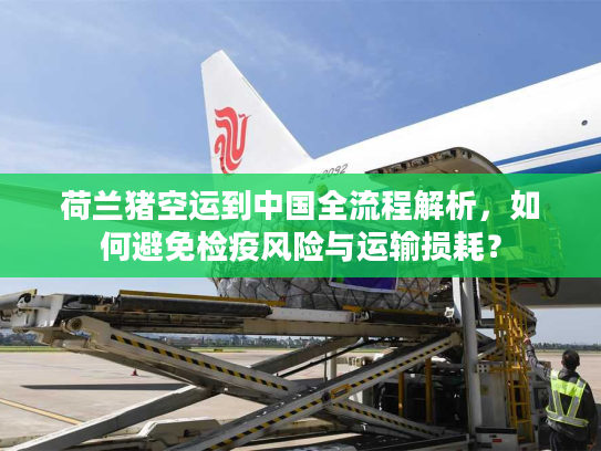 荷兰猪空运到中国全流程解析，如何避免检疫风险与运输损耗？