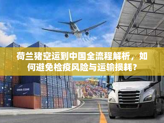 荷兰猪空运到中国全流程解析，如何避免检疫风险与运输损耗？