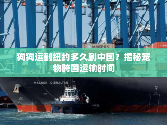 狗狗运到纽约多久到中国？揭秘宠物跨国运输时间