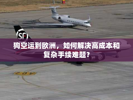 狗空运到欧洲,如何解决高成本和复杂手续难题? 狗空运到欧洲,如何解决高成本和复杂手续难题?