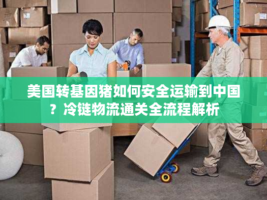 美国转基因猪如何安全运输到中国？冷链物流通关全流程解析