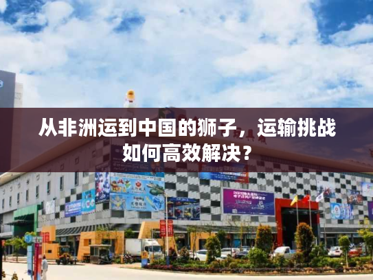 从非洲运到中国的狮子，运输挑战如何高效解决？