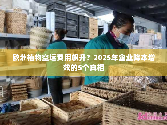 欧洲植物空运费用飙升？2025年企业降本增效的5个真相