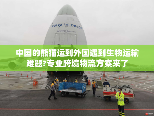 中国的熊猫运到外国遇到生物运输难题?专业跨境物流方案来了