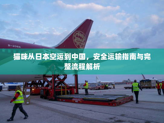 猫咪从日本空运到中国，安全运输指南与完整流程解析