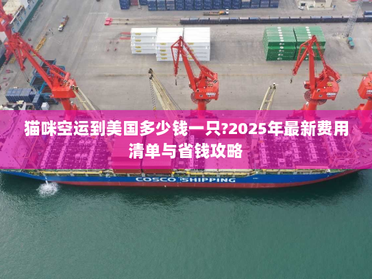 猫咪空运到美国多少钱一只?2025年最新费用清单与省钱攻略