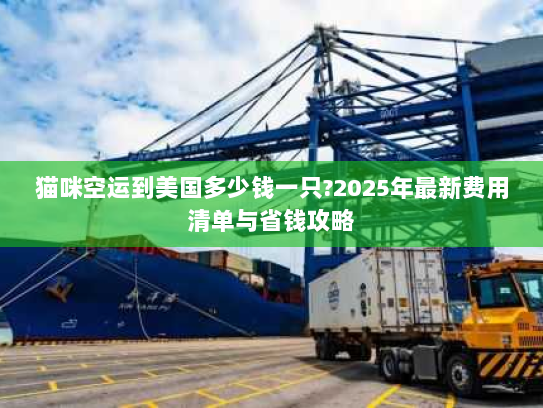 猫咪空运到美国多少钱一只?2025年最新费用清单与省钱攻略