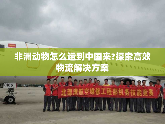 非洲动物怎么运到中国来?探索高效物流解决方案