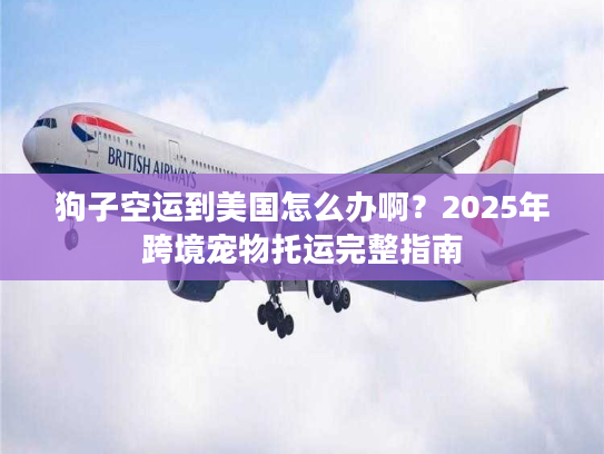 狗子空运到美国怎么办啊？2025年跨境宠物托运完整指南