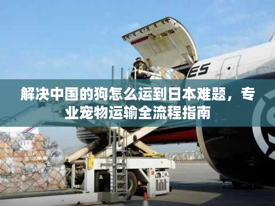 解决中国的狗怎么运到日本难题,专业宠物运输全流程指南 解决中国的狗怎么运到日本难题,专业宠物运输全流程指南