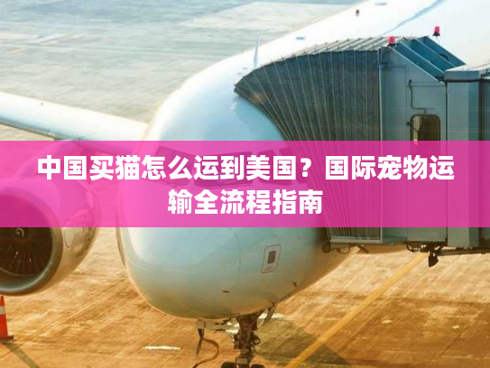 中国买猫怎么运到美国？国际宠物运输全流程指南