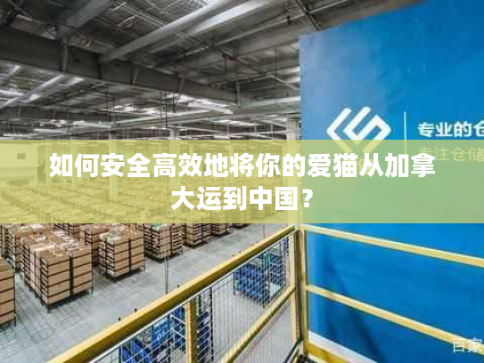 如何安全高效地将你的爱猫从加拿大运到中国？