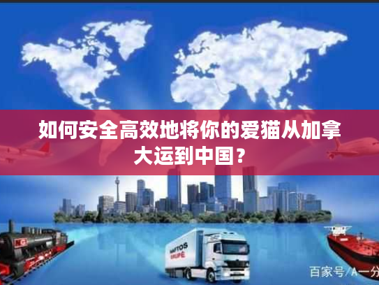 如何安全高效地将你的爱猫从加拿大运到中国？