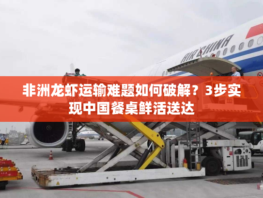 非洲龙虾运输难题如何破解？3步实现中国餐桌鲜活送达