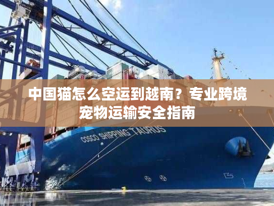 中国猫怎么空运到越南？专业跨境宠物运输安全指南