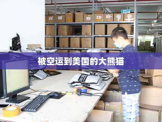 被空运到美国的大熊猫