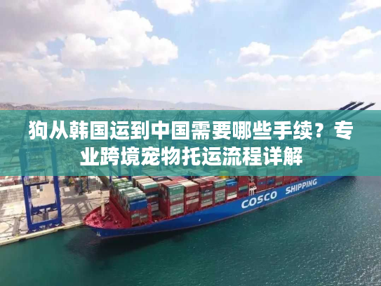 狗从韩国运到中国需要哪些手续？专业跨境宠物托运流程详解