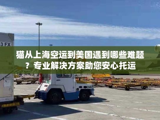 猫从上海空运到美国遇到哪些难题？专业解决方案助您安心托运