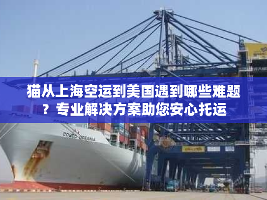 猫从上海空运到美国遇到哪些难题？专业解决方案助您安心托运